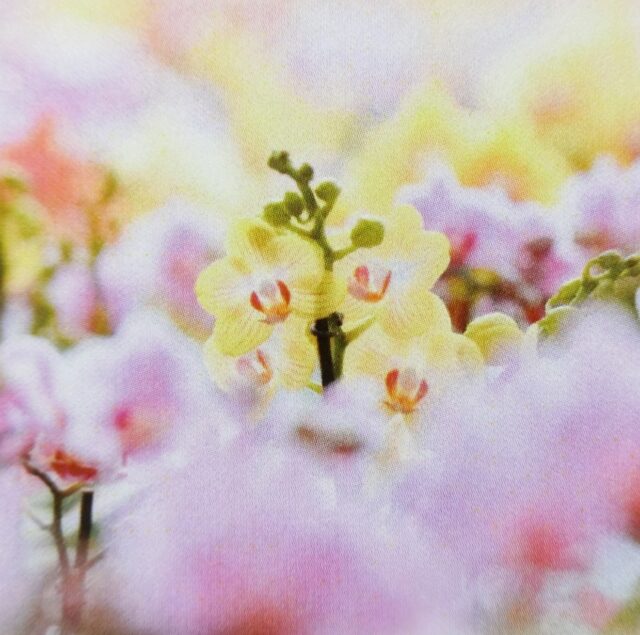 Orchid Beauty ハンドクリーム